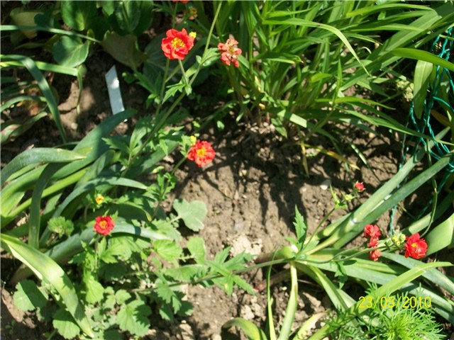 geum, blaženak -lat. geum chiloense mrs bradshaw 